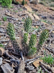 author not stated, no rights reserved Austrocylindropuntia vestita, photograph author not stated, no rights reserved