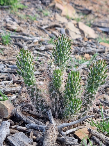 Image of Austrocylindropuntia vestita by no rights reserved