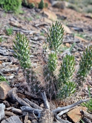 Austrocylindropuntia vestita, photograph author not stated, no rights reserved