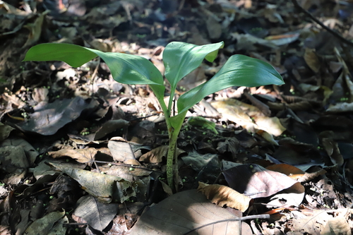 Image of Scadoxus puniceus by (c) Suvarna Parbhoo Mohan, some rights reserved (CC BY-SA)