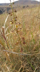 Eulophia clitellifera