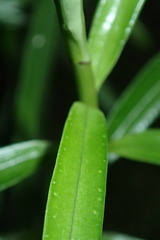 Veronica townsonii