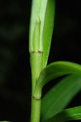 Veronica townsonii