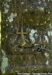 Anolis hispaniolae