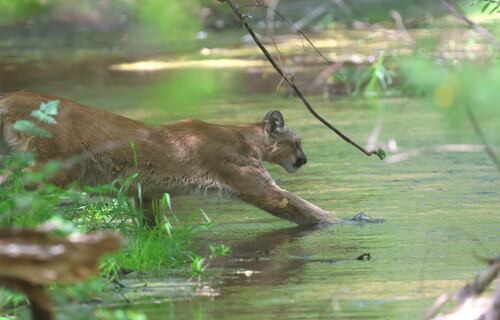 North American Mountain Lion photographed in Arizona