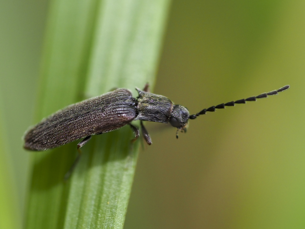 Campylomorphus homalisinus
