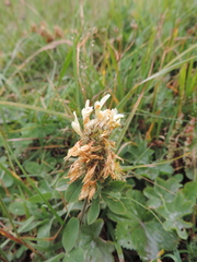 Trifolium trichocephalum