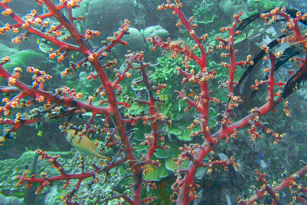 Cherry Blossom Coral