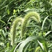 Giant Foxtail - Photo (c) P Birnbaum, some rights reserved (CC BY-NC), uploaded by P Birnbaum