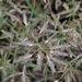 Eragrostis minor - Photo (c) Almantas Kulbis, algunos derechos reservados (CC BY-NC), uploaded by Almantas Kulbis