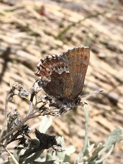Callophrys mossii