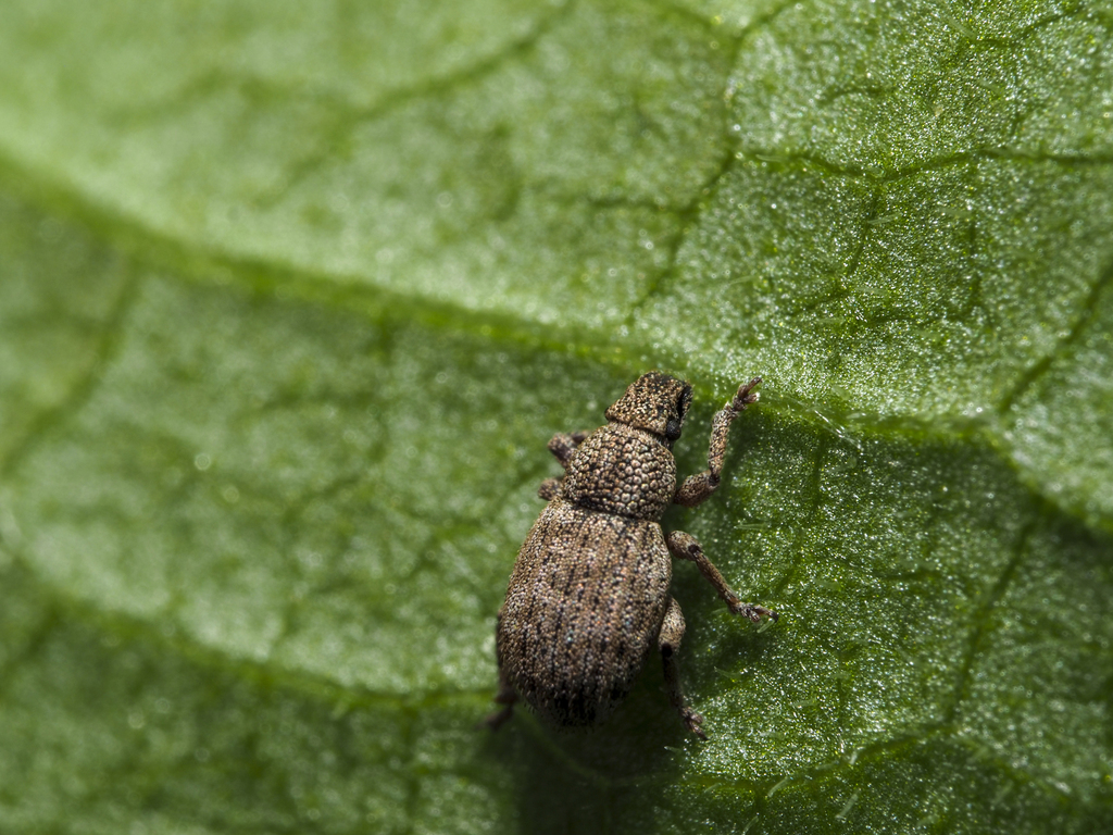 Strophosoma umbilicatum