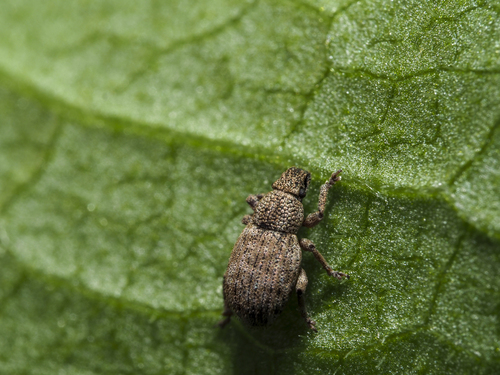 Strophosoma umbilicatum