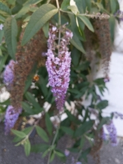 Buddleja davidii
