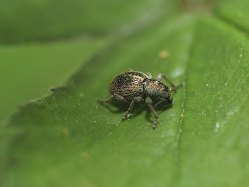Pleurodirus carinula