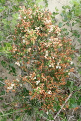 Erica spectabilis