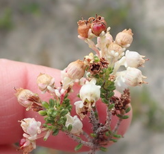 Erica spectabilis