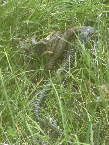 iNaturalist observation photo of Northern Alligator Lizard
