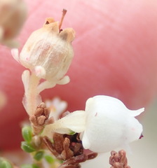 Erica spectabilis