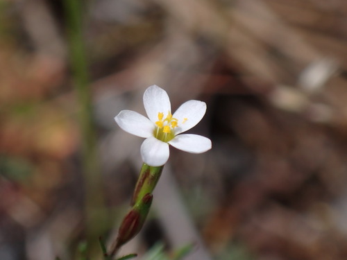 Bolander's linanthus (Leptosiphon bolanderi)