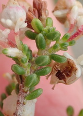 Erica spectabilis