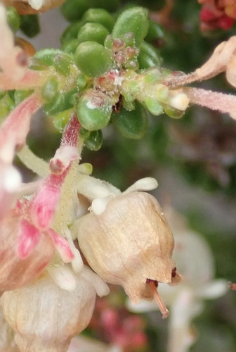 Image of White Limestone Heath (Erica oraria) by (c) Nicola van Berkel, some rights reserved (CC BY-SA)