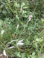 Antennaria pulcherrima