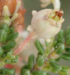 Erica spectabilis