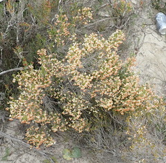 Erica spectabilis
