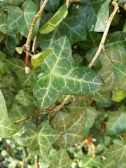 Hedera helix