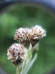 Antennaria pulcherrima