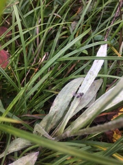 Antennaria pulcherrima
