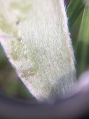 Antennaria pulcherrima