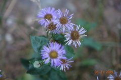 Erigeron glabellus