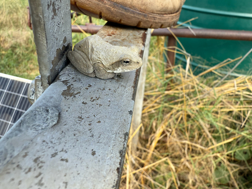 Grey Foam-nest Tree Frog