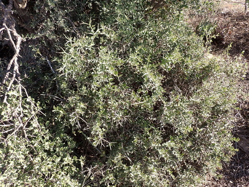 Image of Carissa haematocarpa by (c) Nicola van Berkel, some rights reserved (CC BY-SA)