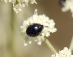 Parexochomus nigromaculatus