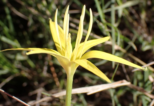 Empodium flexile (Empodium flexile)