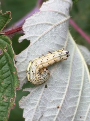 Pyrrhia
