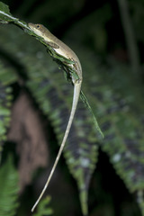 Anolis urraoi