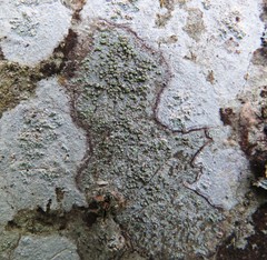 Buellia griseovirens
