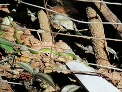 Philothamnus natalensis