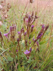 Gentianella caucasea