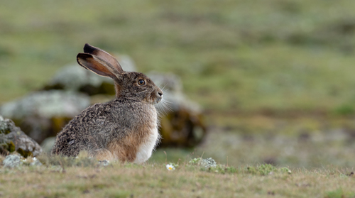 エチオピアウサギ