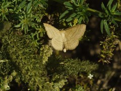 Scopula ochraceata