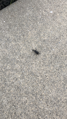 Epicauta cinerea-group