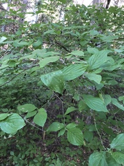 Cornus sessilis