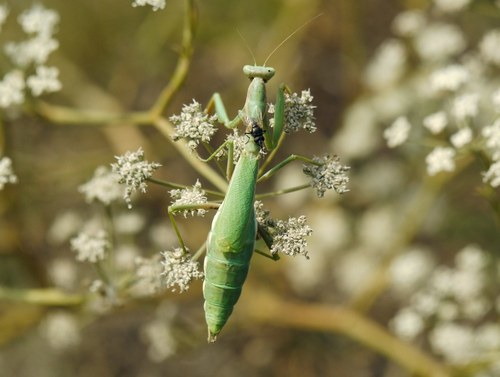 Dot-Winged Mantis