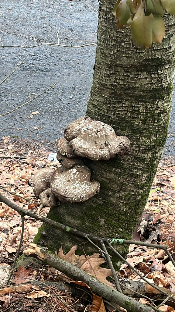birch polypore
