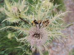 Cirsium obvallatum